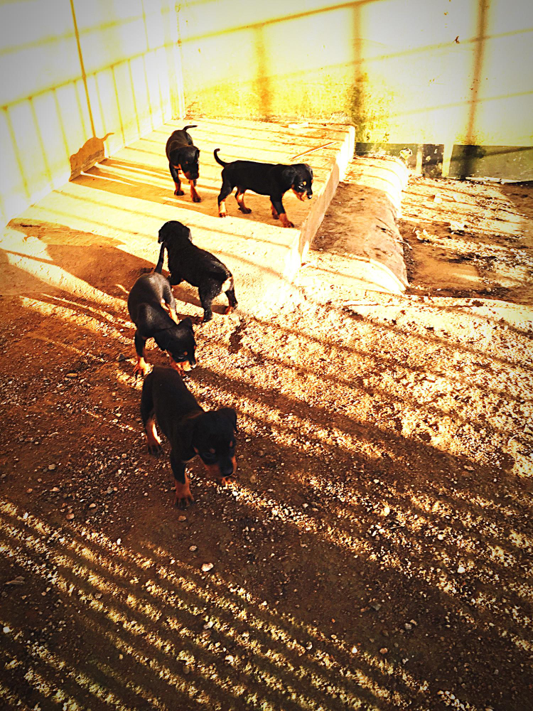 Emtek Metal | Animal Farms