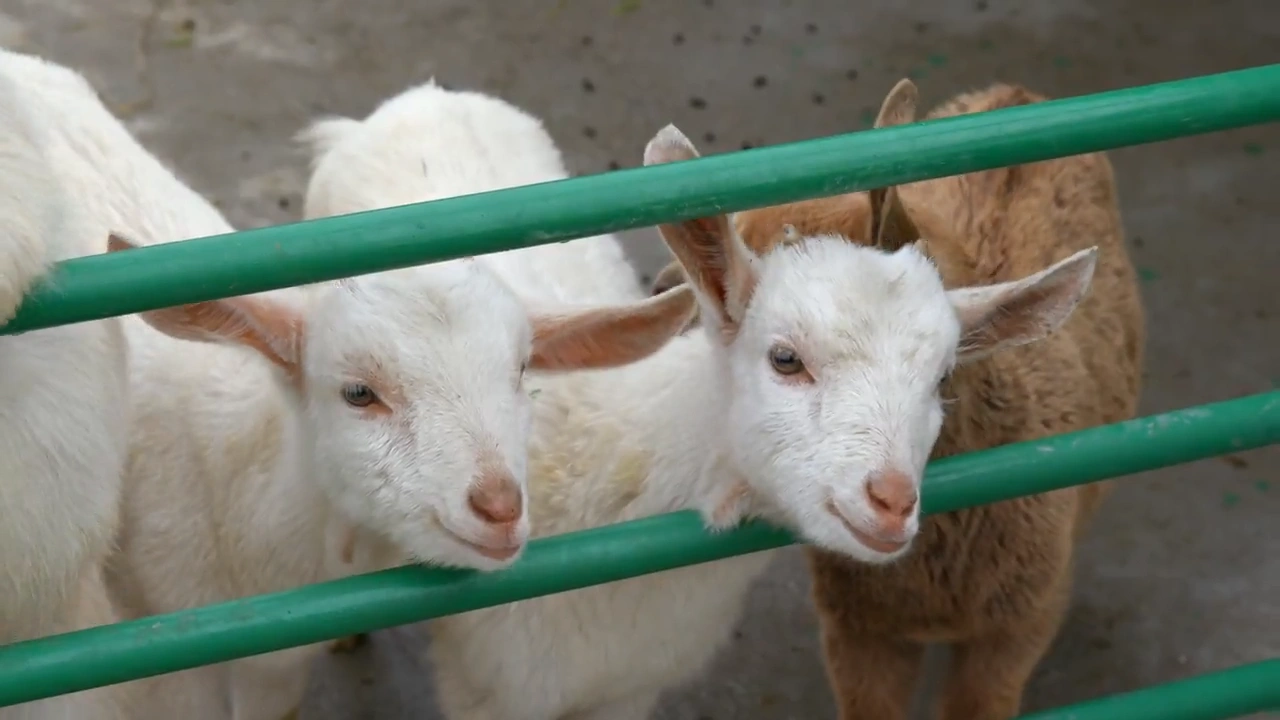 Emtek Metal | Animal Farms